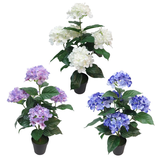 HYDRANGEA IN POT