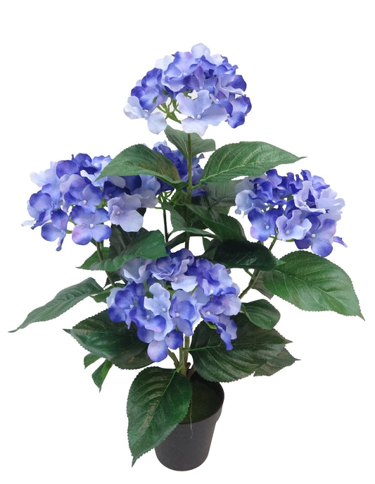 HYDRANGEA IN POT (2)