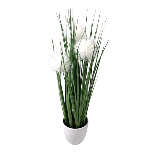 LONG GRASS PLANT