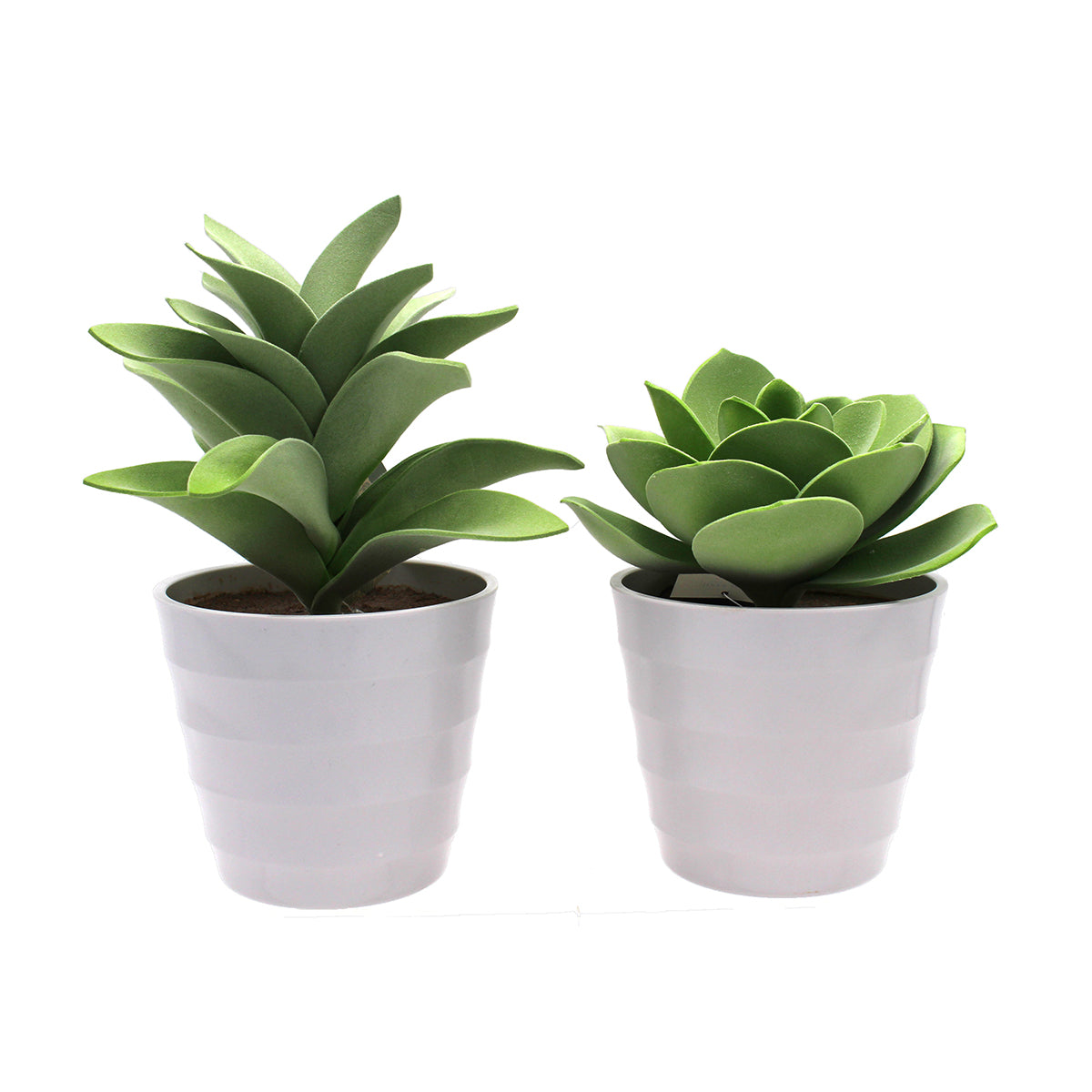 SUCCULENT IN WHITE POT – Multi Lines International Company Limited